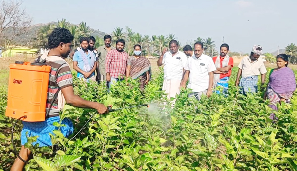 చీడపీడల ఆచరించే పద్దతులు 