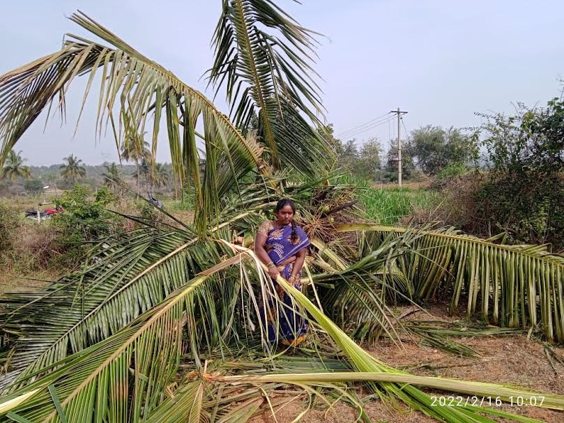 ఒంటరి ఏనుగు బీభత్సం