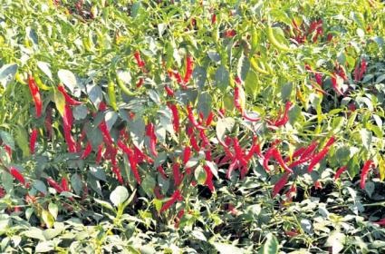 'మిరప'తో రైతులకు ఆదాయం
