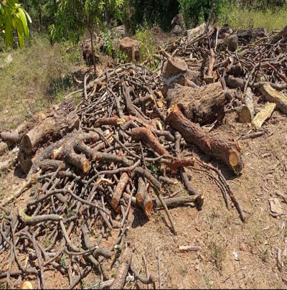  తరిగిపోతున్న వృక్షసంపద