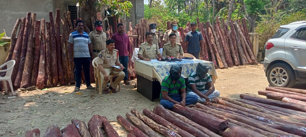 భారీ స్థాయిలో పట్టుబడ్డ ఎర్రచందనం