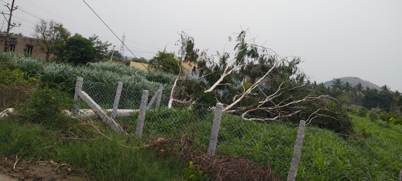 వికోటలో గాలివానకు విద్యుత్‌ వైర్లపై కూలిన భారీ వృక్షం