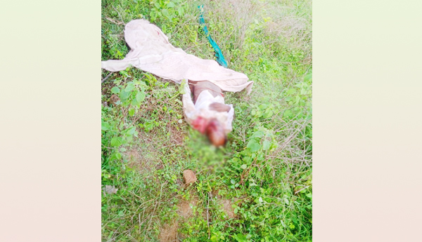 రైతును తొక్కి చంపేసిన ఏనుగుల గుంపు