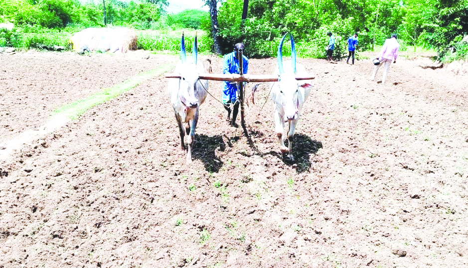పొలంలో దుక్కిదున్ని, విత్తనాలు చల్లుతున్న రైతులు