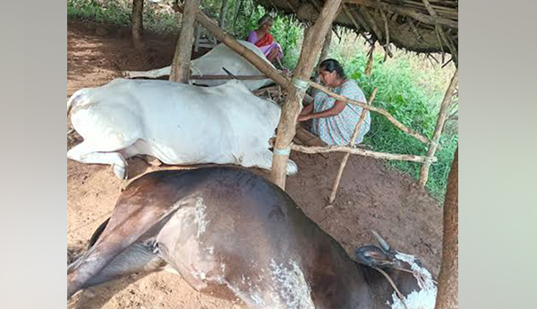 పిడుగుపాటుకు పాడి ఆవులు మృతి