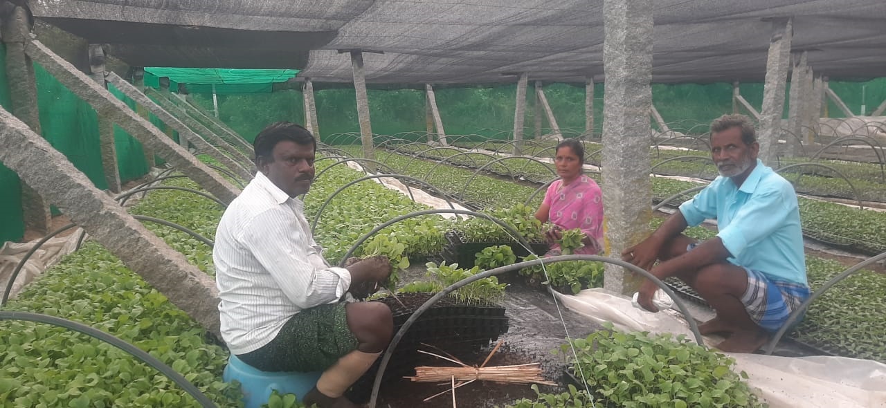 నర్సరీ నిర్వహణలో నష్టాలు