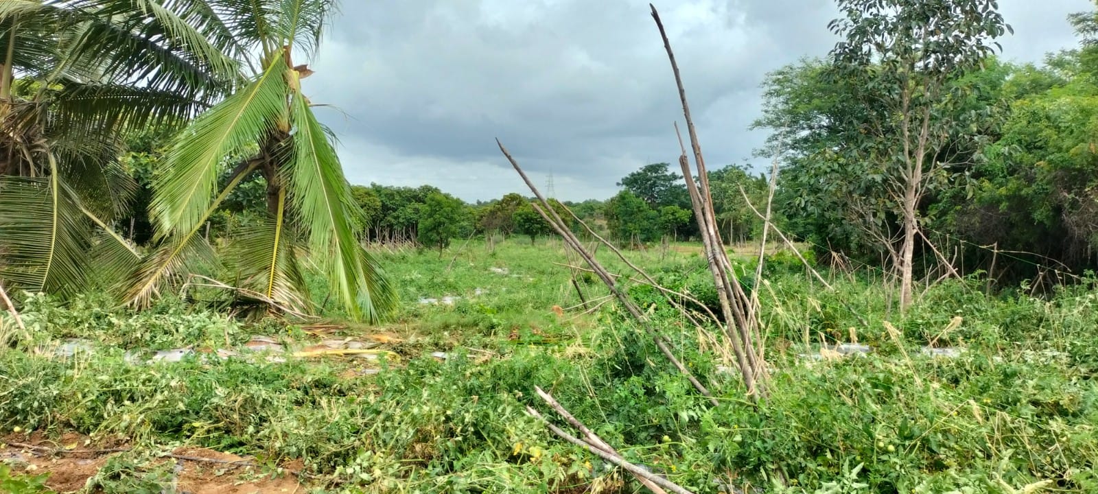 ఏనుగుల దాడిలో ధ్వంసమైన కొబ్బరి చెట్టు