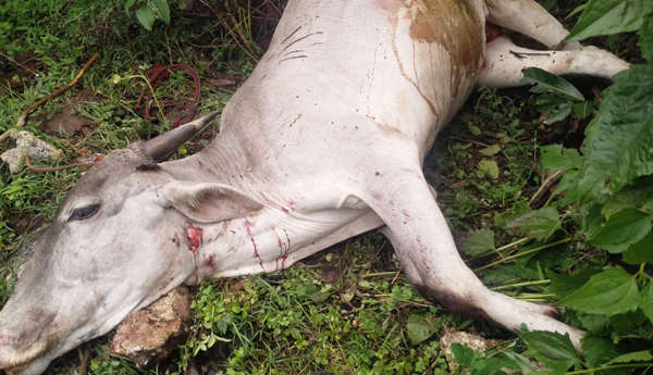 cow death in tiger attack