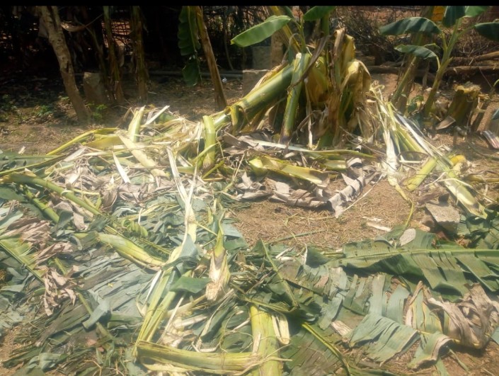 ఏనుగులు తొక్కి నాశనం చేసిన అరటి తోట