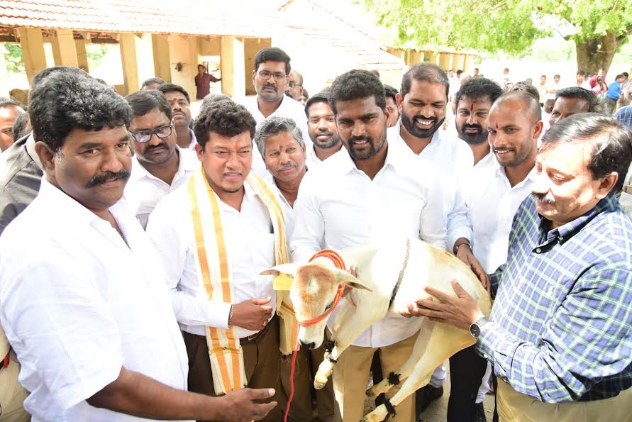 పలమనేరులోని శ్రీ వెంకటేశ్వర వెటర్నరీ యూనివర్సిటీ లైవ్‌స్టాక్‌ రీసెర్చ్‌ స్టేషన్‌లో పుంగనూరు జాతి దూడను పరిశీలిస్తున్న మంత్రి