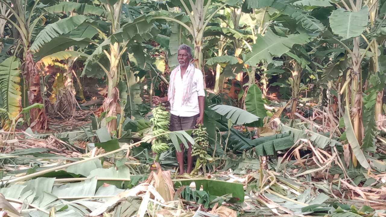 పంటను చూపుతూ బాధపడుతున్న రైతు