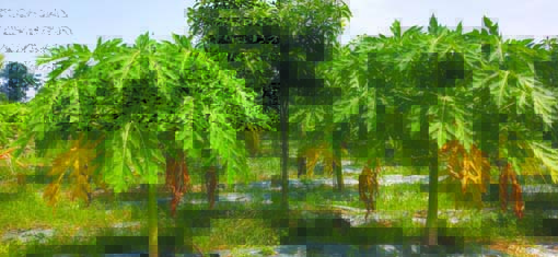 అంతర పంటలు వేసినా... ఆదాయం రాని అన్నదాత