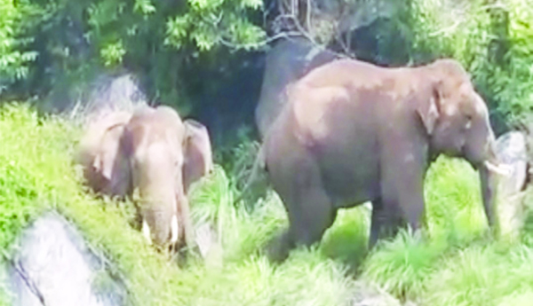 గజ దాడుల్లో... రైతు మృతి..!