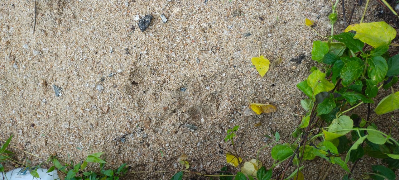 పులి సంచరిస్తునట్టు కాలి ముద్రలను