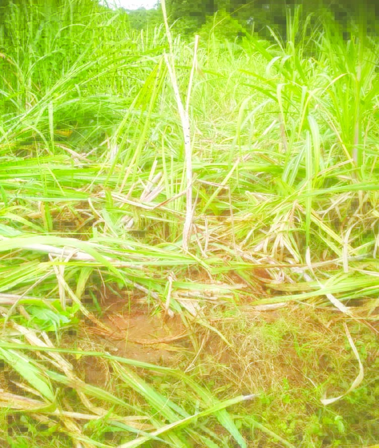 ఏనుగుల దాడి లో ధ్వంసమైన పంట