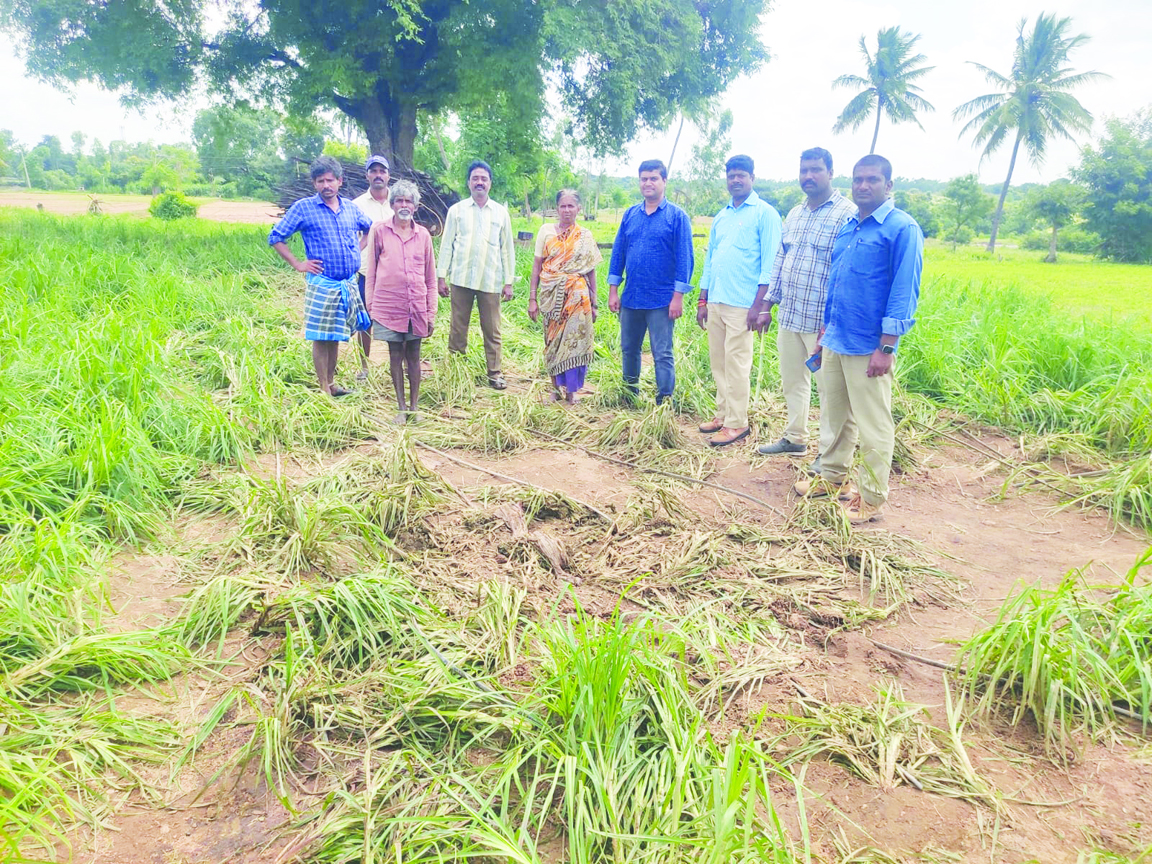 పంట నష్టాన్ని పరిశీలిస్తున్న ఫారెస్ట్‌ రేంజ్‌ ఆఫీసర్‌ నయీం ఆలీ