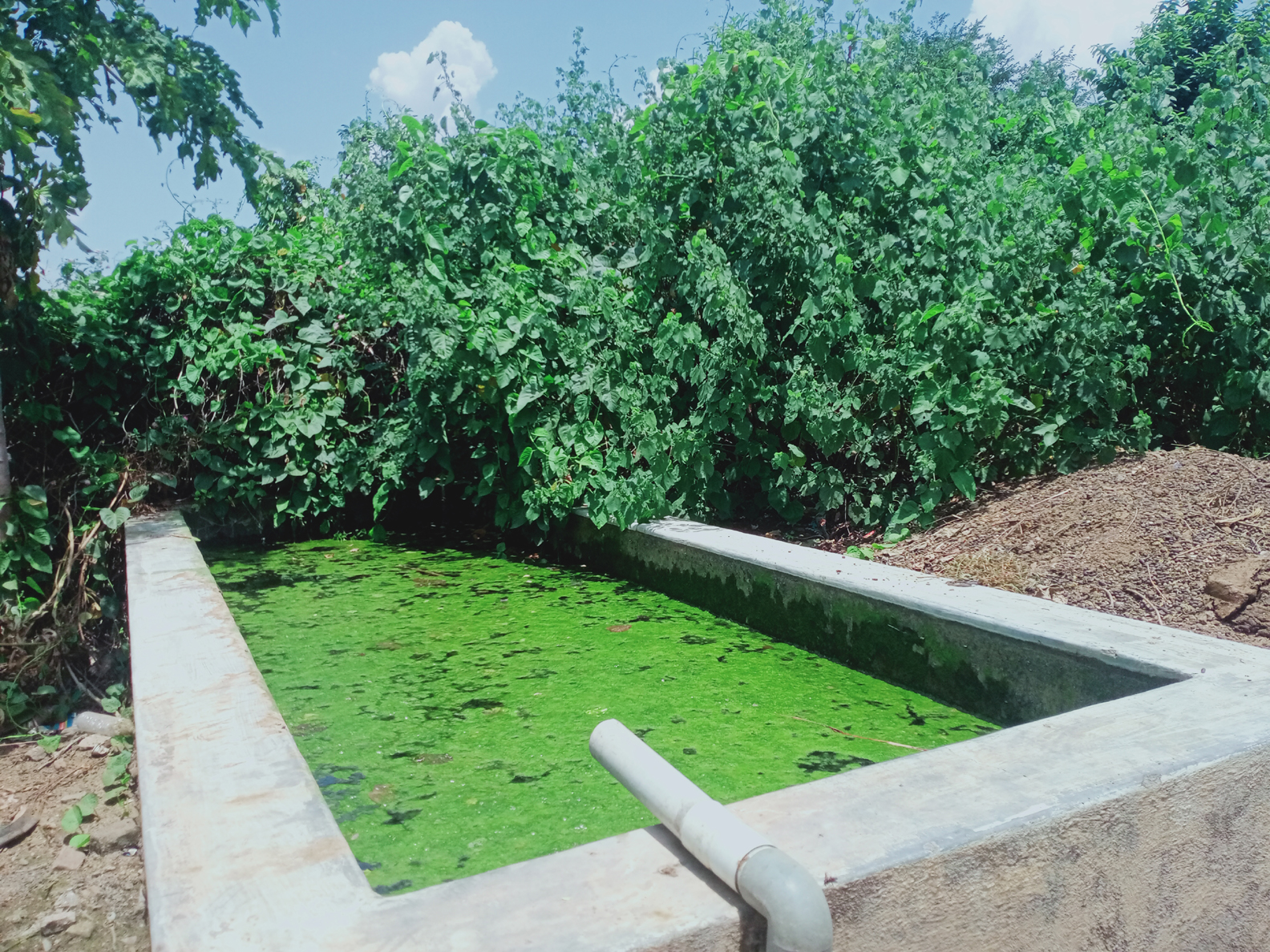 అపరిశుభ్రంగా ఉన్న నీటితొట్టి