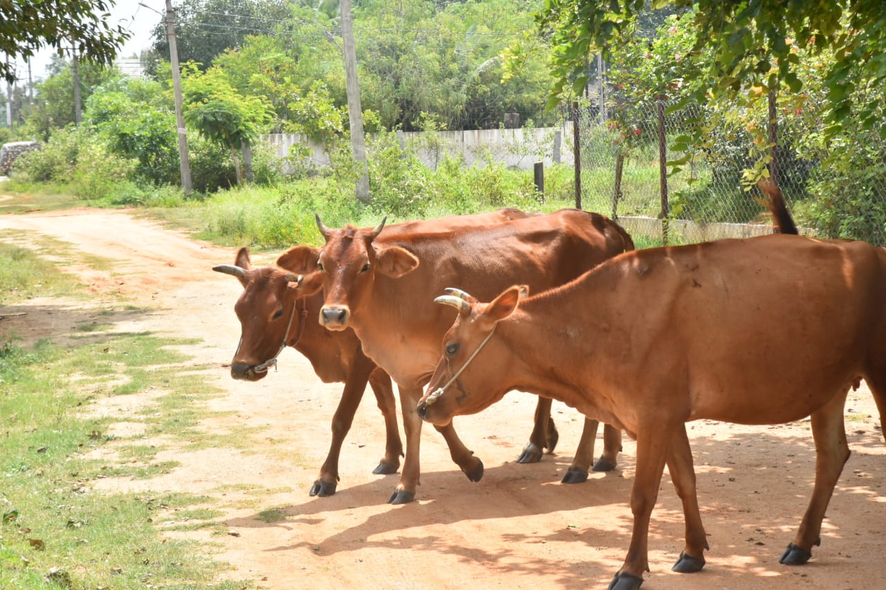 పశువుల శరీరంపై బొబ్బలు 