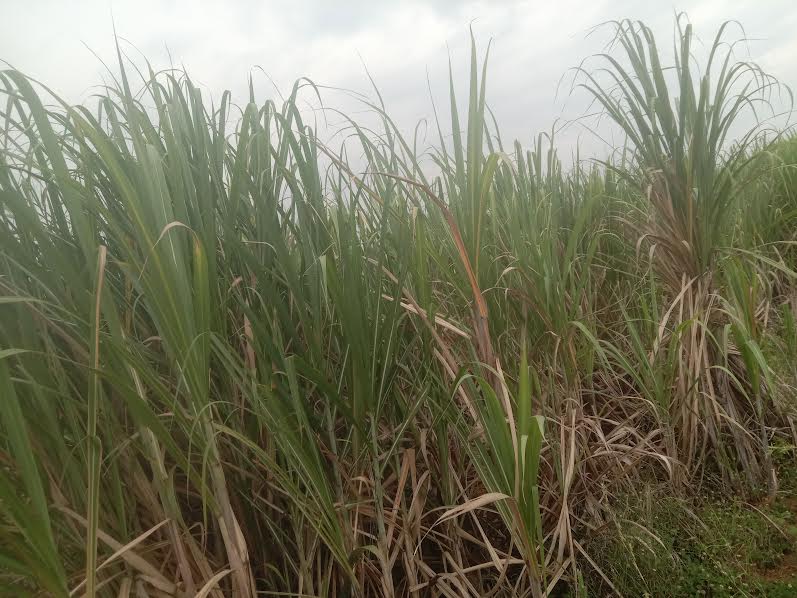 పొలంలోనే ఎండుతున్న చెరకు