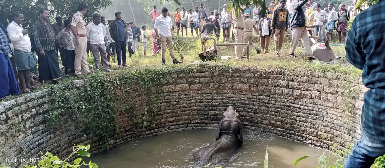 బావిలో పడిన ఏనుగు