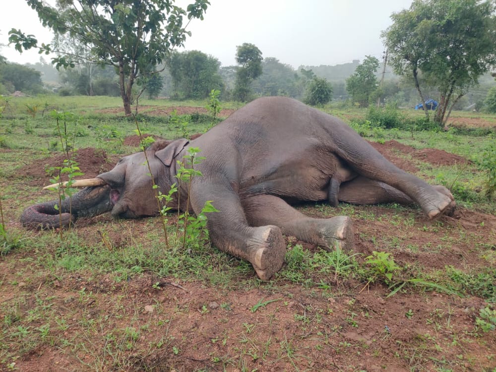 మృతిచెందిన ఒంటరి ఏనుగు