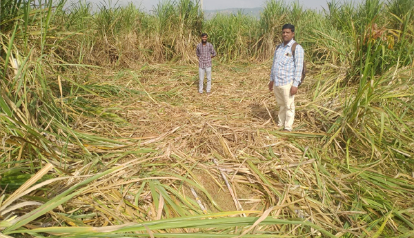elephant-group-damage-crops