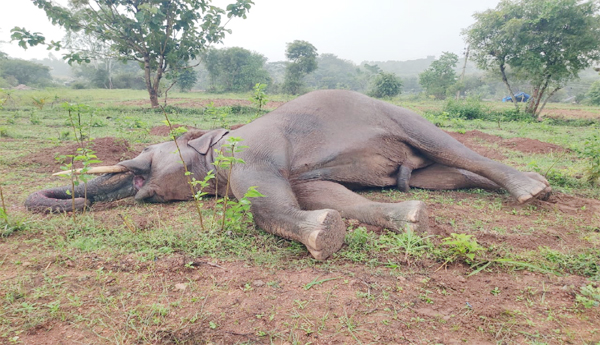 A-male-elephant-falls-victim-to-an-electric-trap-set-by-poachers