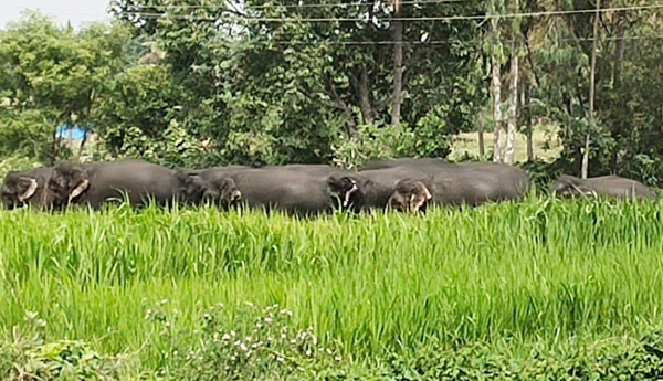 elephants-damage-crops.