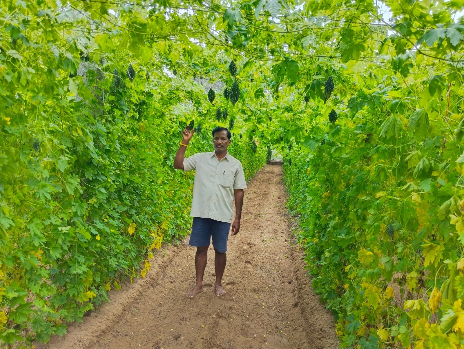 సేంద్రియ వ్యవసాయంతో లాభాలు