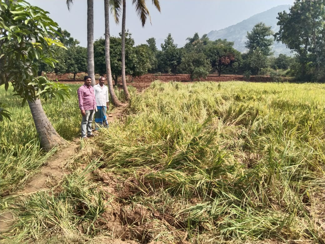 ఏనుగుల దాడిలో ధ్వంసమైన వరి పైరును పరిశీలిస్తున్న వీఆర్వో