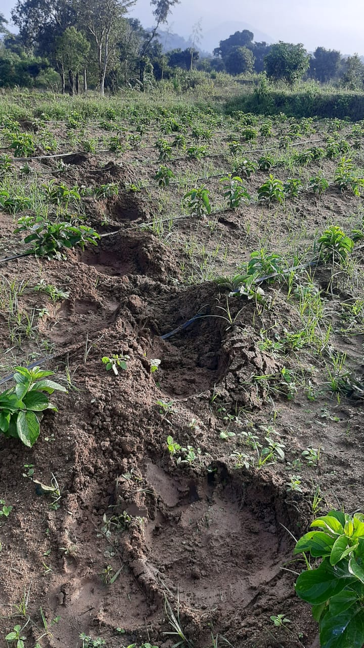 ఏనుగుల కారణంగా ధ్వంసమైన మారేడు గడ్డల సాగు