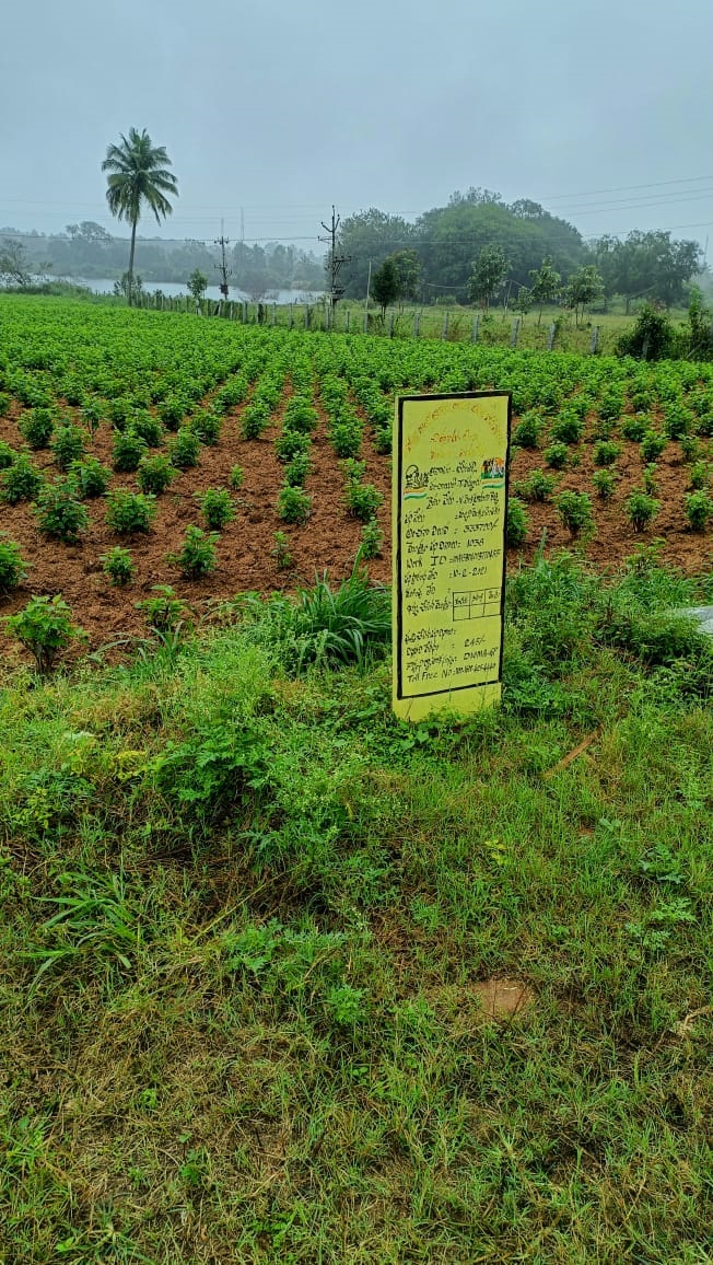 సిరుల 'పట్టు' మల్బరీ సాగుపై రైతుల ఆసక్తి ఈ ఏడాది 38వేల ఎకరాల్లో... ఆన్‌లైన్‌ మార్కెట్‌తో అధిక లాభాలు