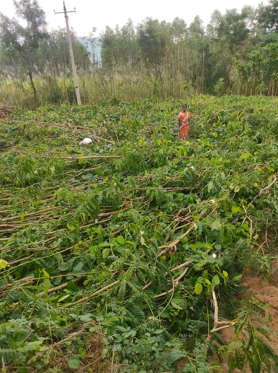 వీడని వర్షం..! మరో 48 గంటలు అప్రమత్తం లోతట్టు ప్రాంతాల్లో సహాయ చర్యలు పారదర్శకంగా నష్ట అంచనాలు కలెక్టర్‌ టెలీ కాన్ఫరెన్స్‌