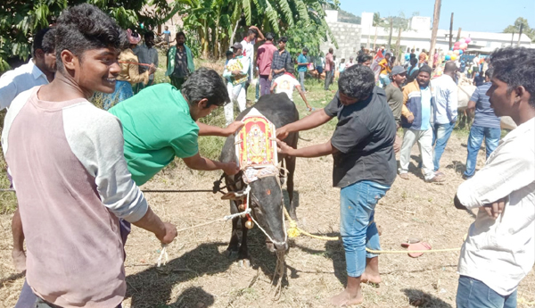 jallikattu-in-vedurukuppam