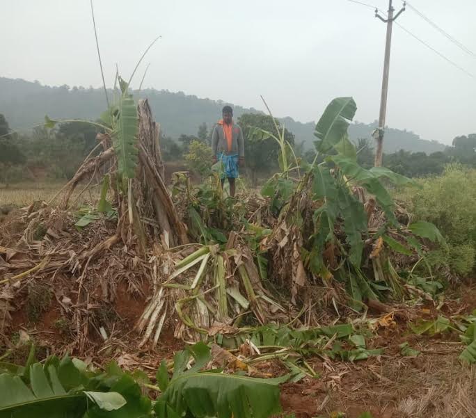ఏనుల దాడిలో ధ్వంసం అయిన అరటి చెట్లు