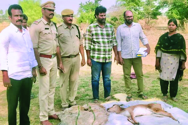 కుక్కల దాడిలో జింక మృత్యువాత