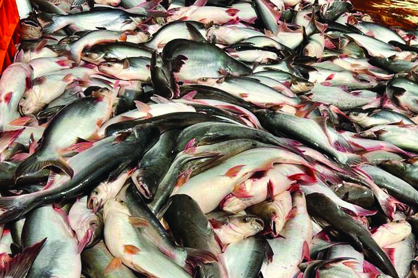 లాభాల ఫంగస్‌