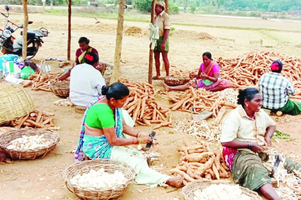 దుంప రైతు దిగాలు
