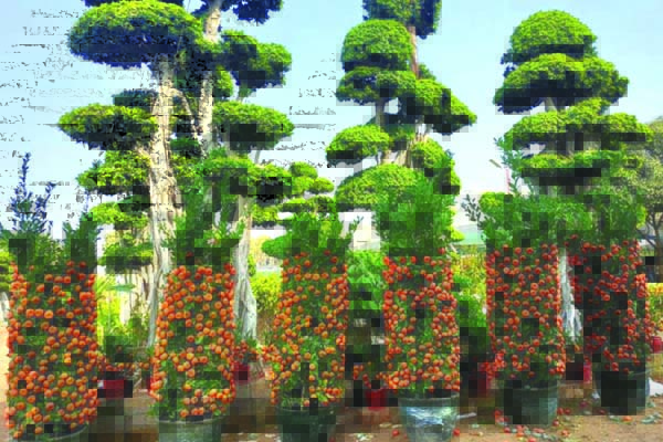 కనువిందుగా కమలా మొక్కలు