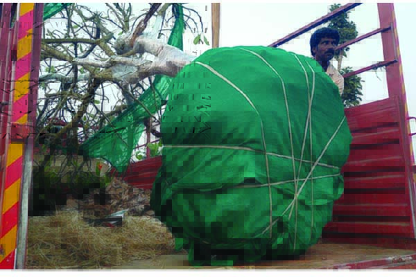 నర్సరీల్లో చెట్లకు పెరుగుతున్న క్రేజ్‌