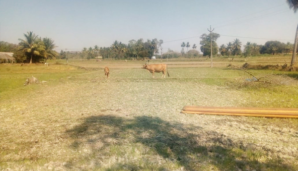 no-farming-in-palamaneru-impact-of-elephant-fear