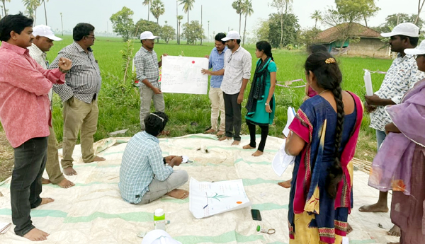 Spray-insecticides-as-needed