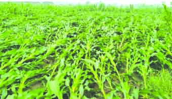 పంట నష్టం తేల్చండి..!