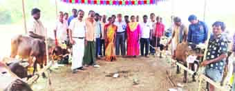 మొగల్తూరులో లేగదూడల ప్రదర్శన