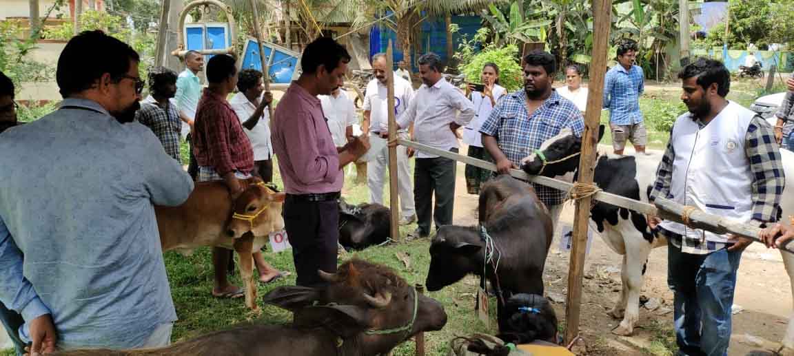 మట్టపర్రులో లేగ దూడల ప్రదర్శన