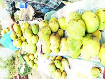 మార్చిలోనే మార్కెట్లోకి.. మొగల్తూరు మామిడి