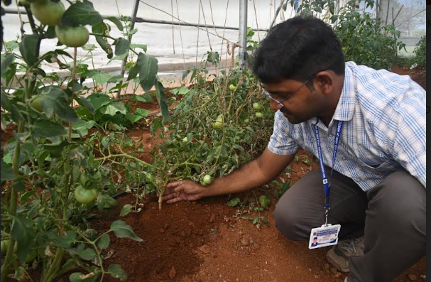 గ్రాప్టింగ్‌ టమోటా..!