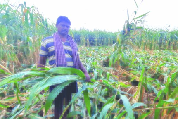 వర్షాలతో నేలకొరిగిన మొక్కజొన్న