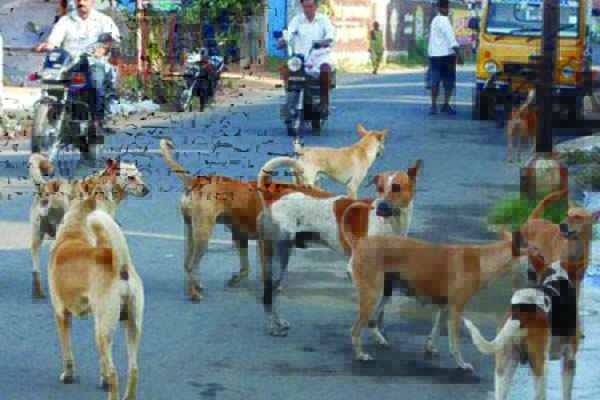 గ్రామ సింహాల వీరంగం