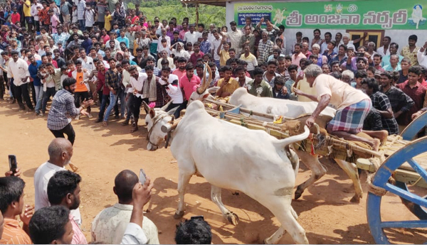 cow-ride-in-kadiyam